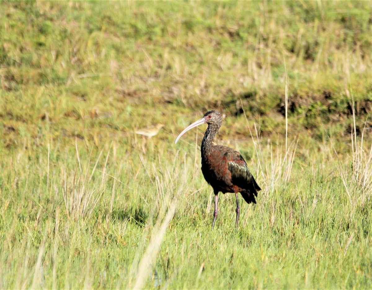 White-faced Ibis - ML328037171