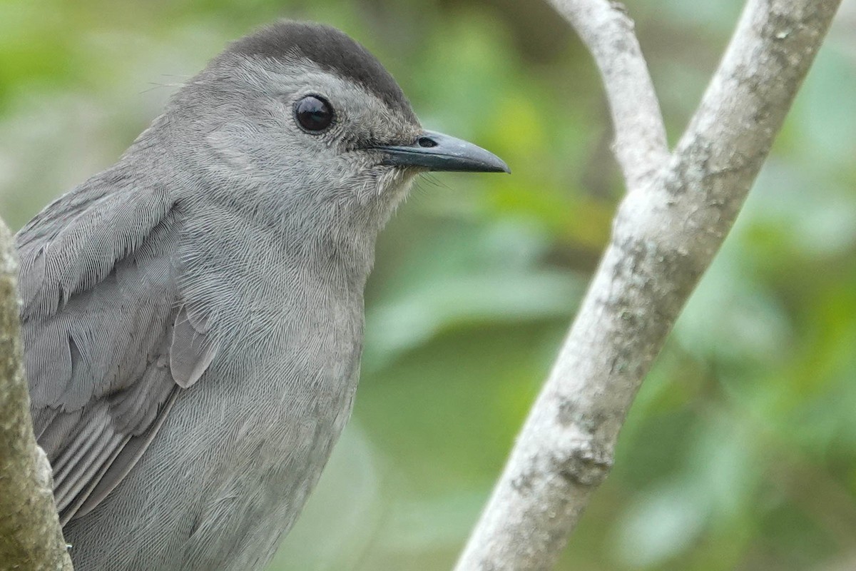 Gray Catbird - ML328038901