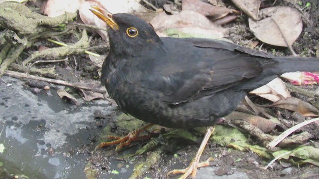 Glossy-black Thrush - ML328039131