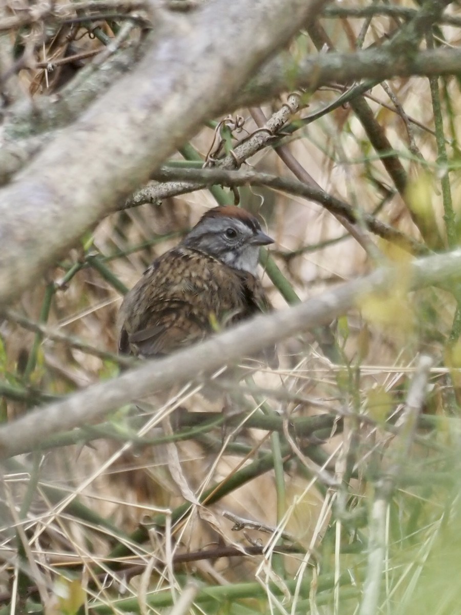 Swamp Sparrow - ML328039981
