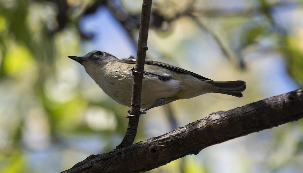 Cassin's Vireo - ML328044911