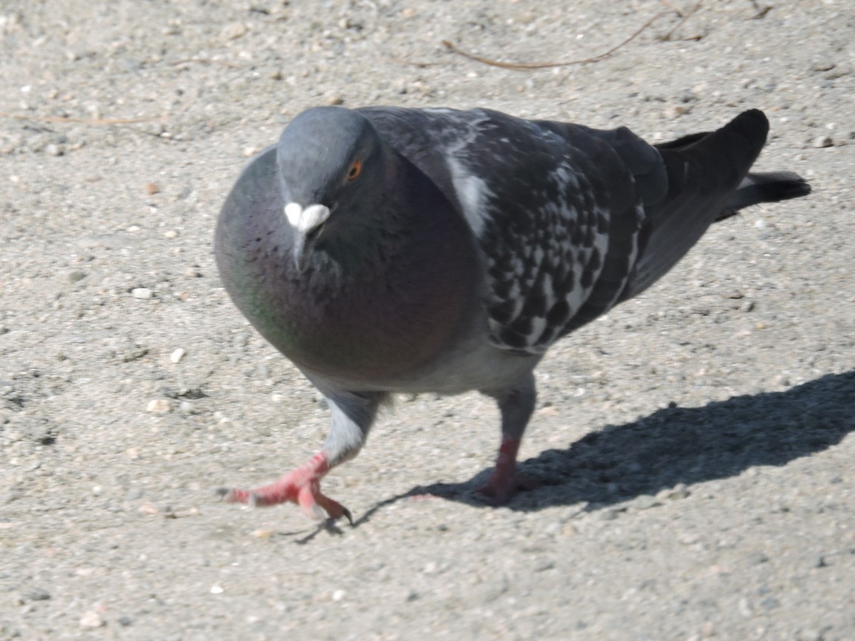 Rock Pigeon (Feral Pigeon) - ML328048231