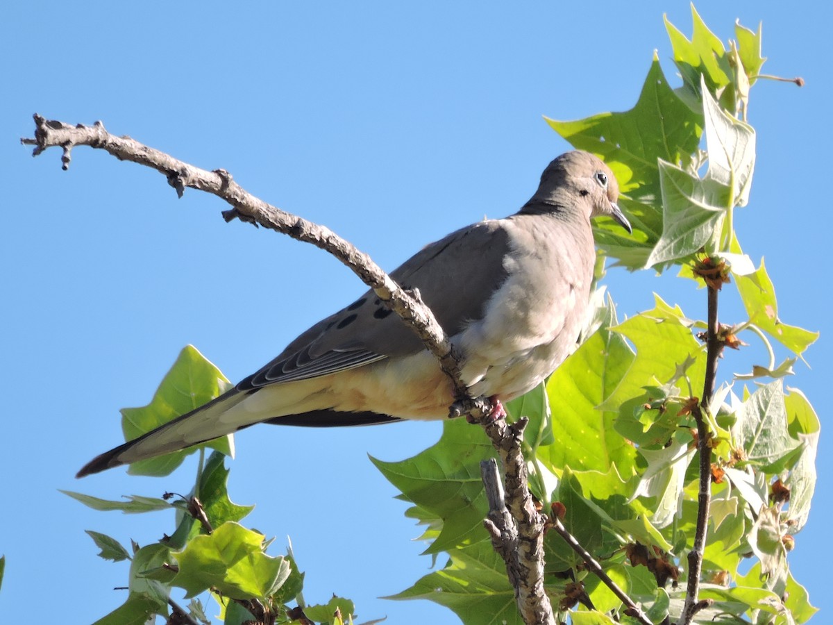 Mourning Dove - ML328048441