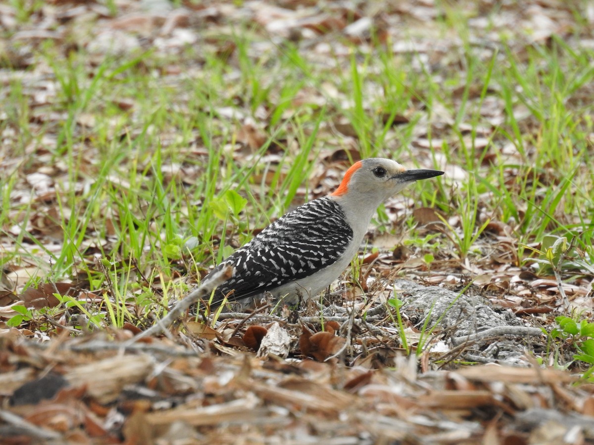 Red-bellied Woodpecker - Michael Weisensee