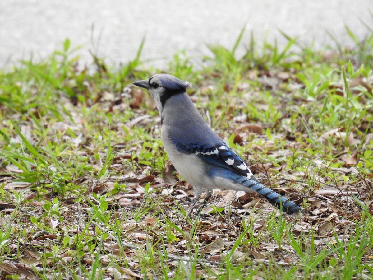 Blue Jay - ML328048691