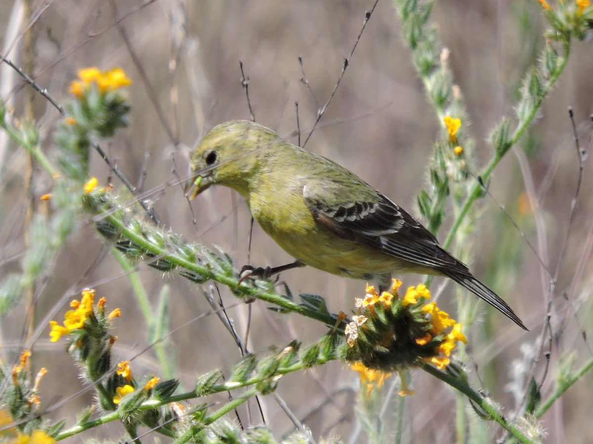 Lesser Goldfinch - ML328053191