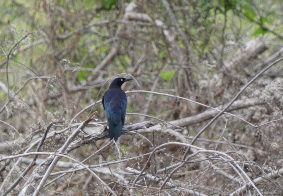 Carib Grackle - ML328055231
