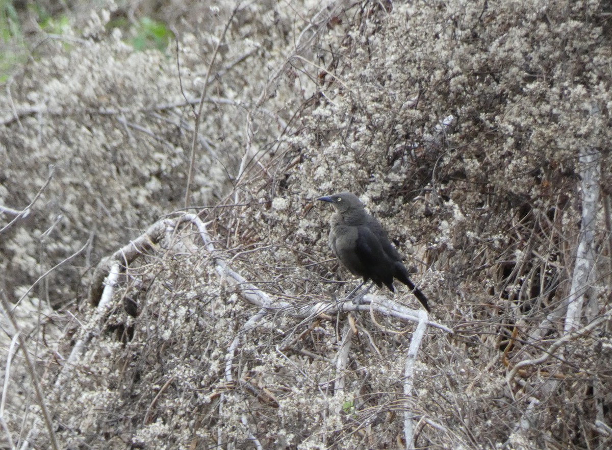 Carib Grackle - Gumercindo  Pimentel