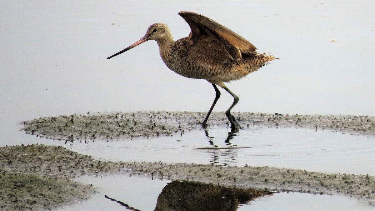 Marbled Godwit - John Gaglione