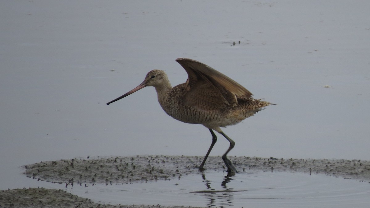 Marbled Godwit - ML328055751