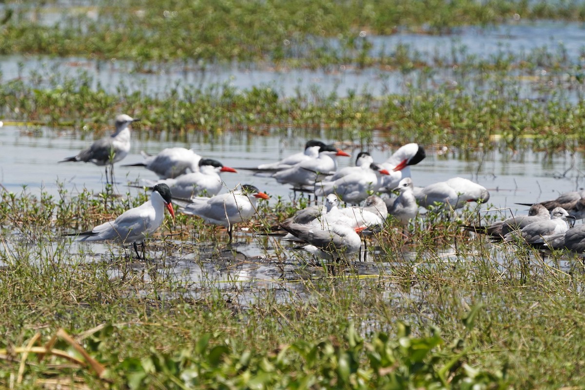 Caspian Tern - ML328055831