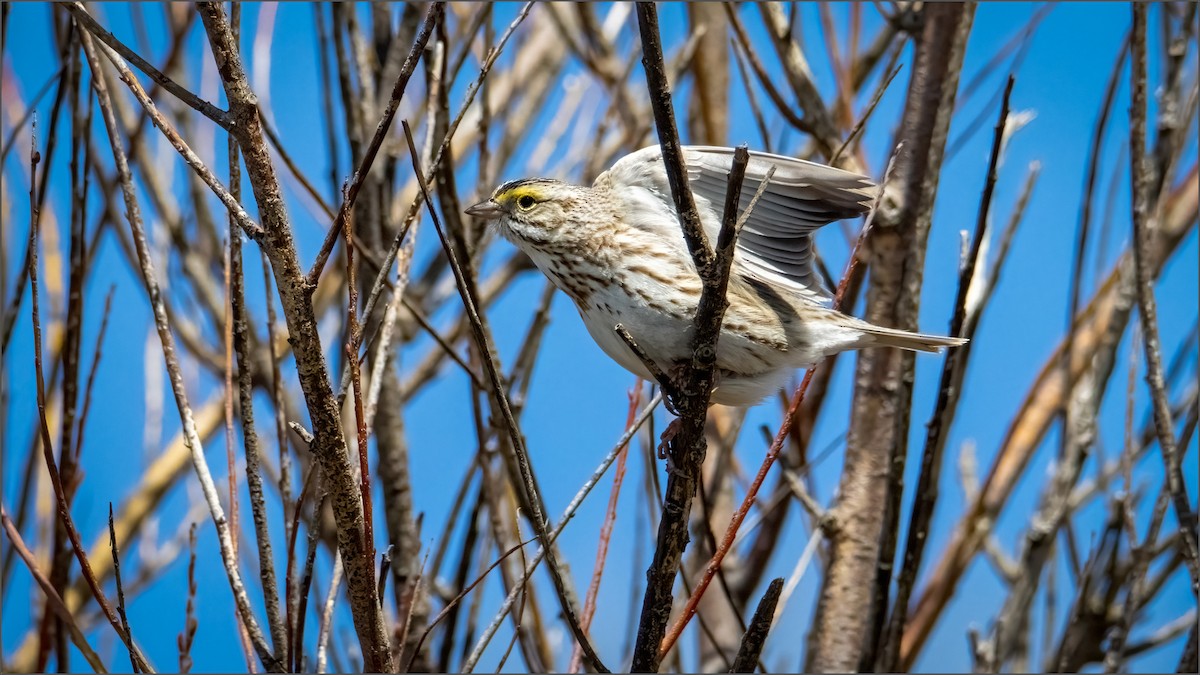 Savannah Sparrow - ML328056631