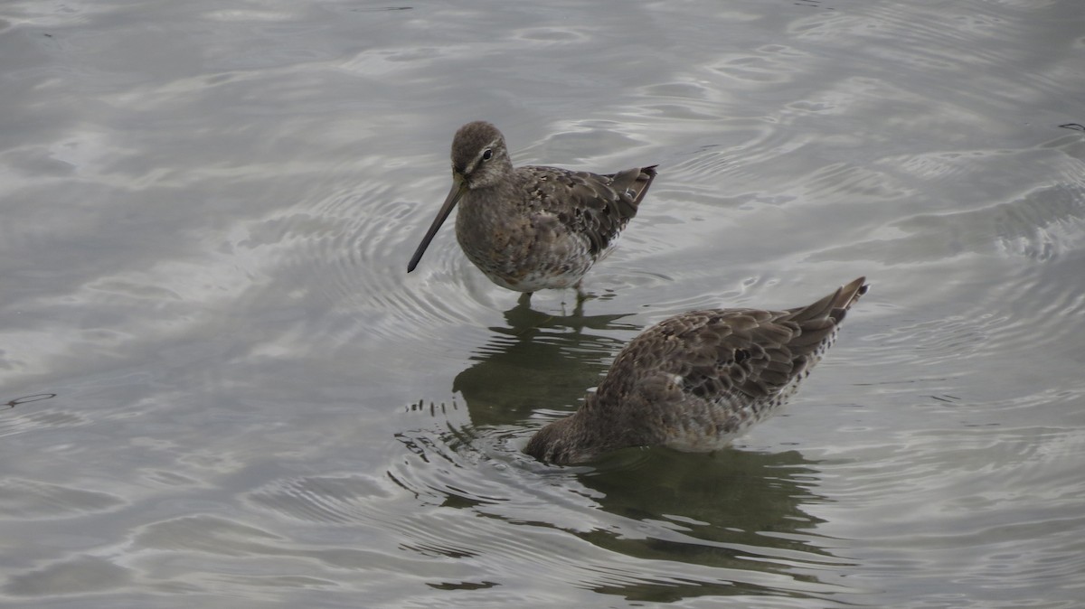 Long-billed Dowitcher - ML328057341