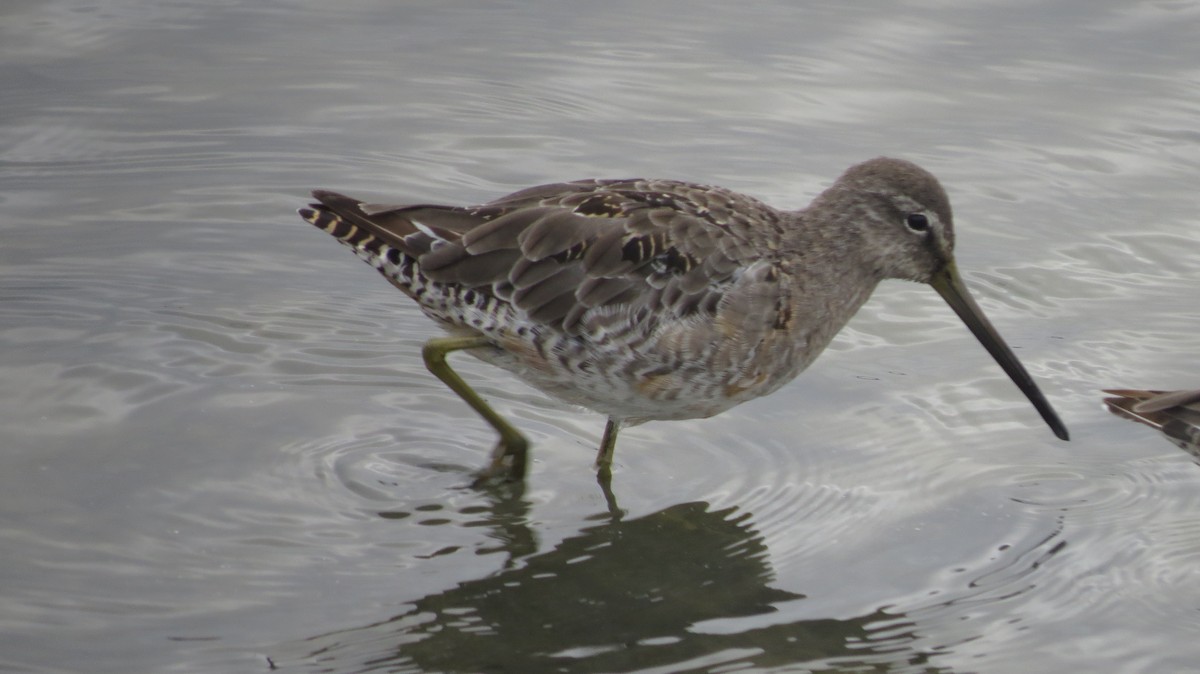 Long-billed Dowitcher - ML328057351