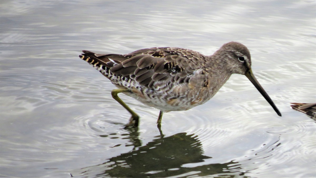 Long-billed Dowitcher - ML328057361