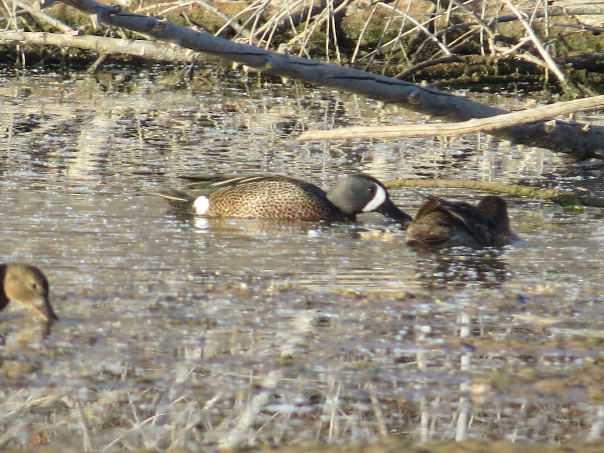 Blue-winged Teal - ML328058841