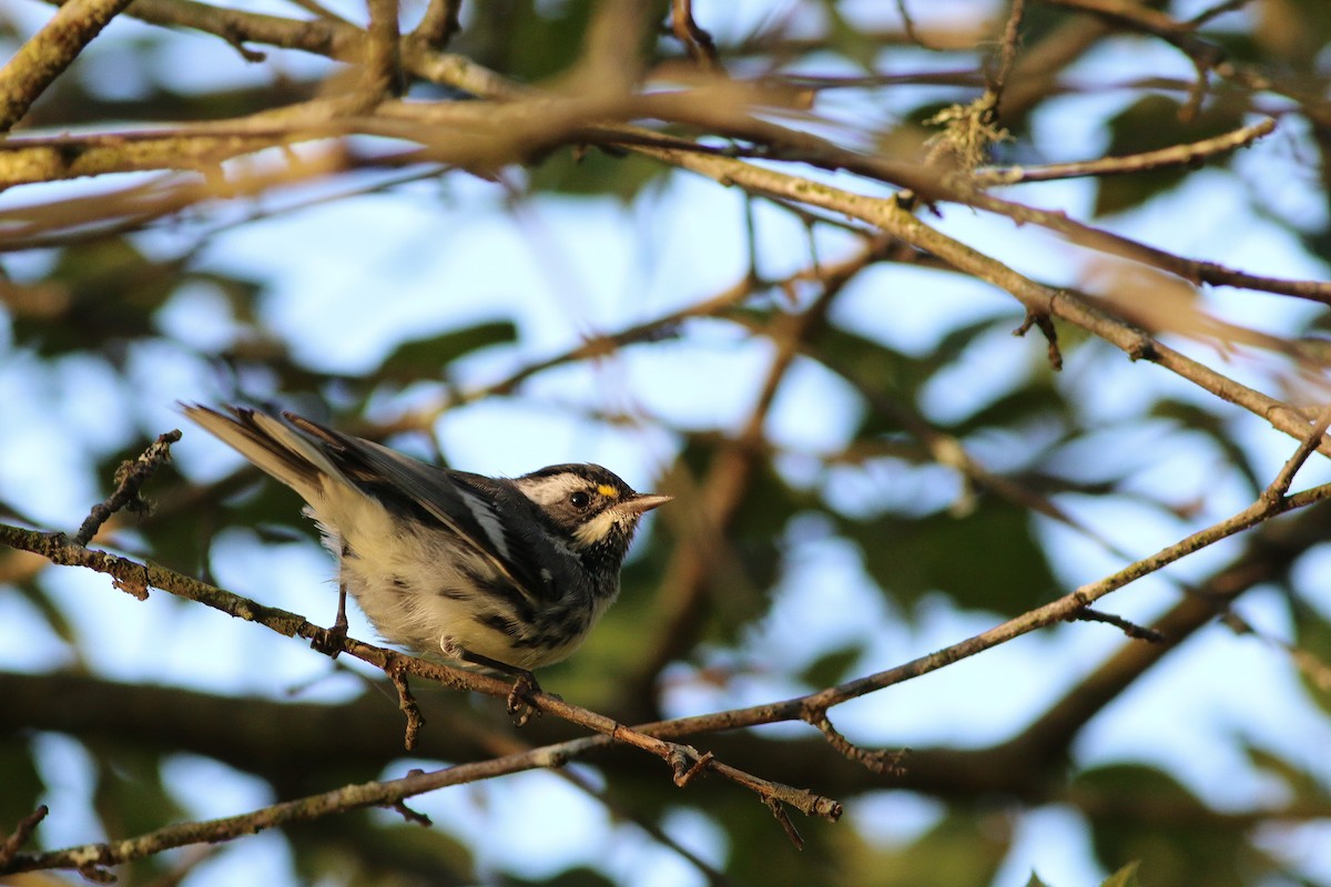 Black-throated Gray Warbler - Daan van der Hoeven