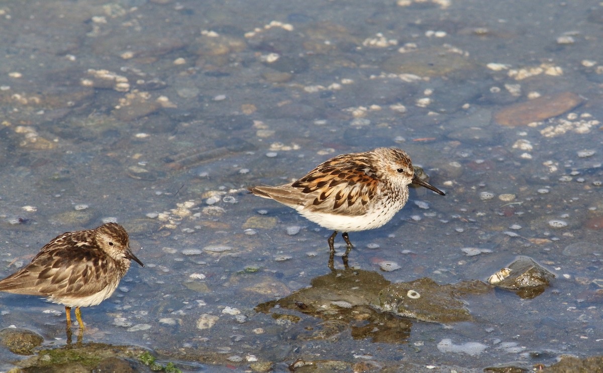 Western Sandpiper - ML328061181