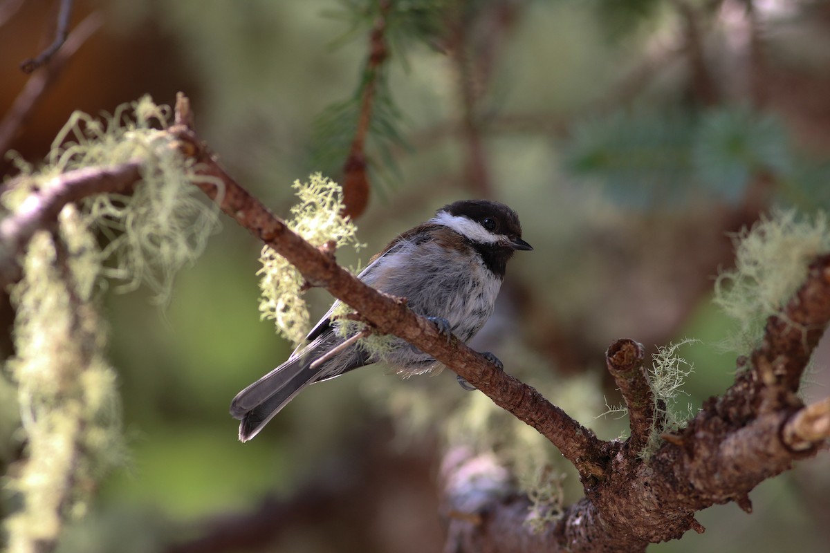 Mésange à dos marron - ML328062621