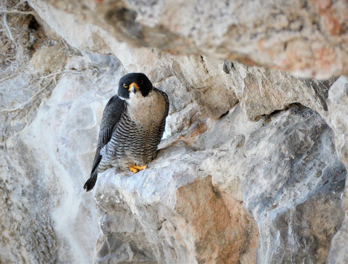 Peregrine Falcon - ML328063271