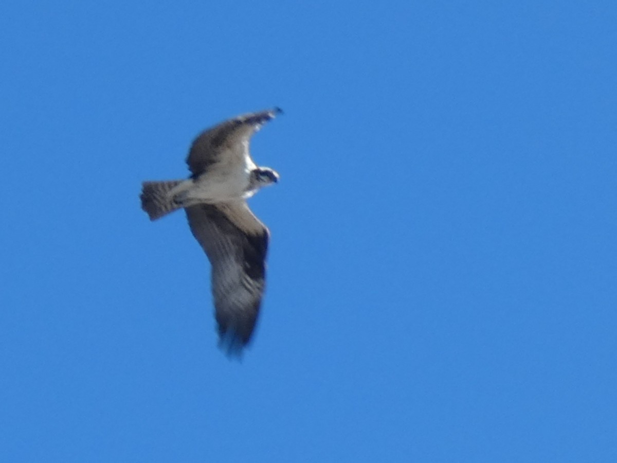 Águila Pescadora - ML328065091