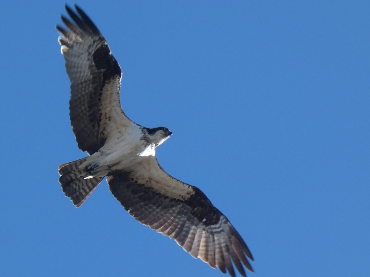 Águila Pescadora - ML328065171