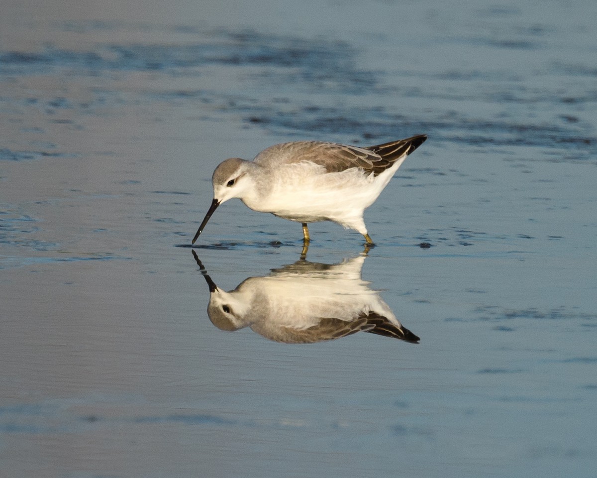 Wilson's Phalarope - Shayna Marchese