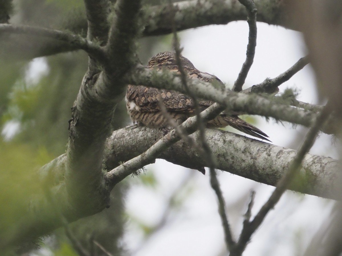 Lesser Nighthawk - ML328067061