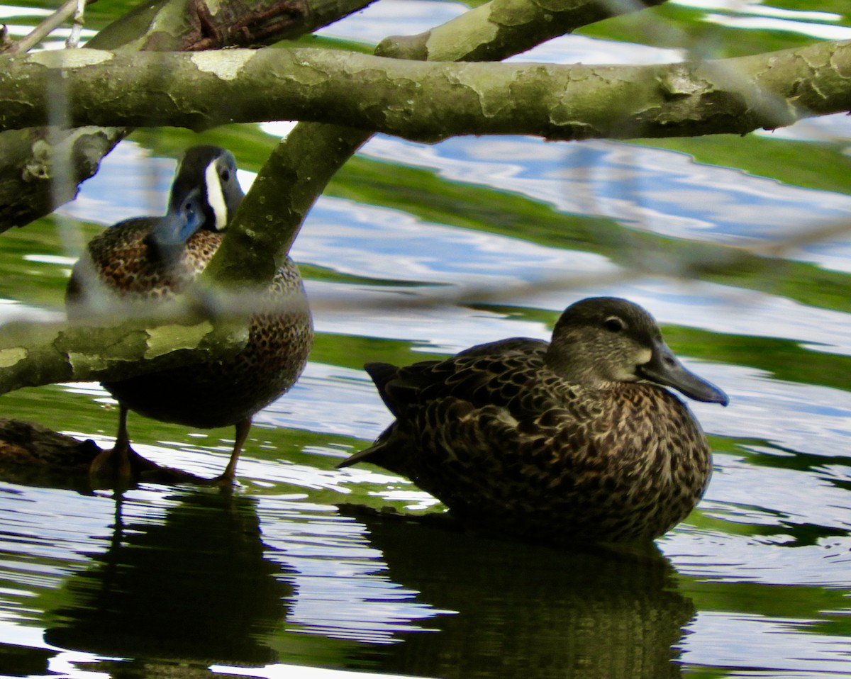 Blue-winged Teal - ML328070601