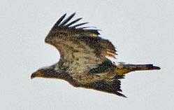 Bald Eagle - ML328070641