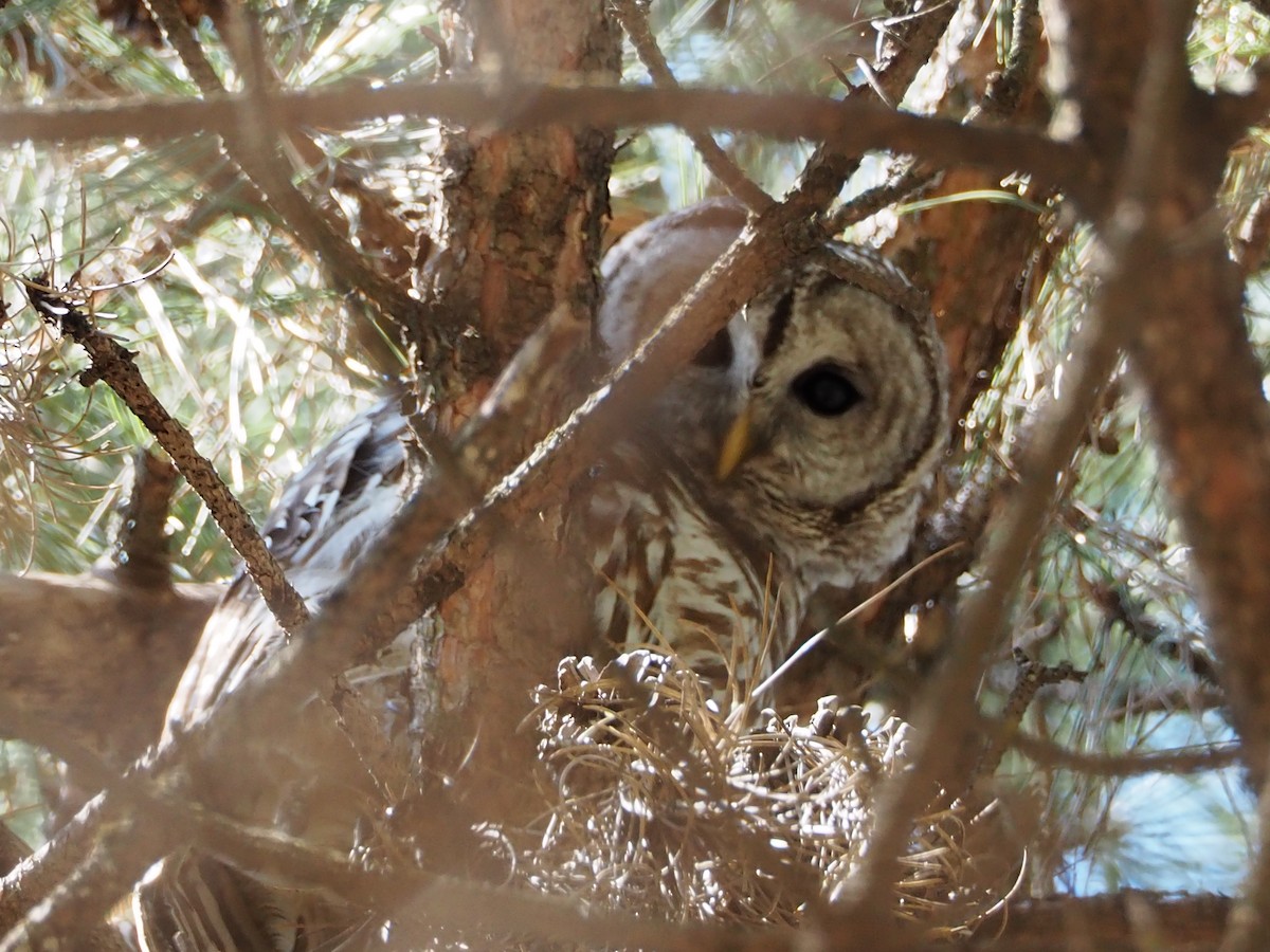 Barred Owl - ML328072361