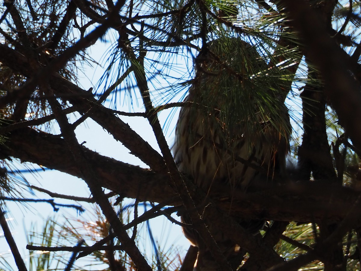 Barred Owl - ML328072511