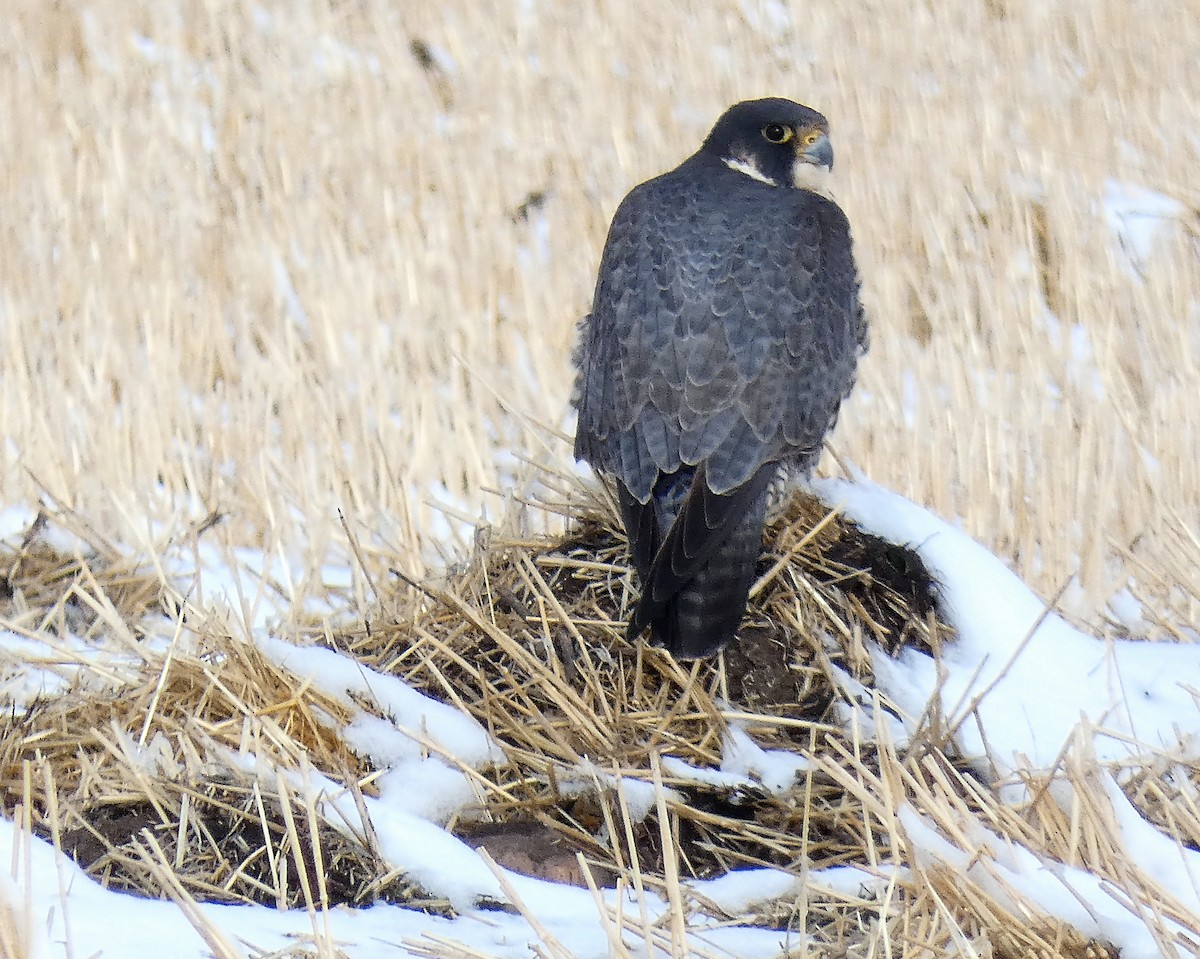 Peregrine Falcon - ML328072931