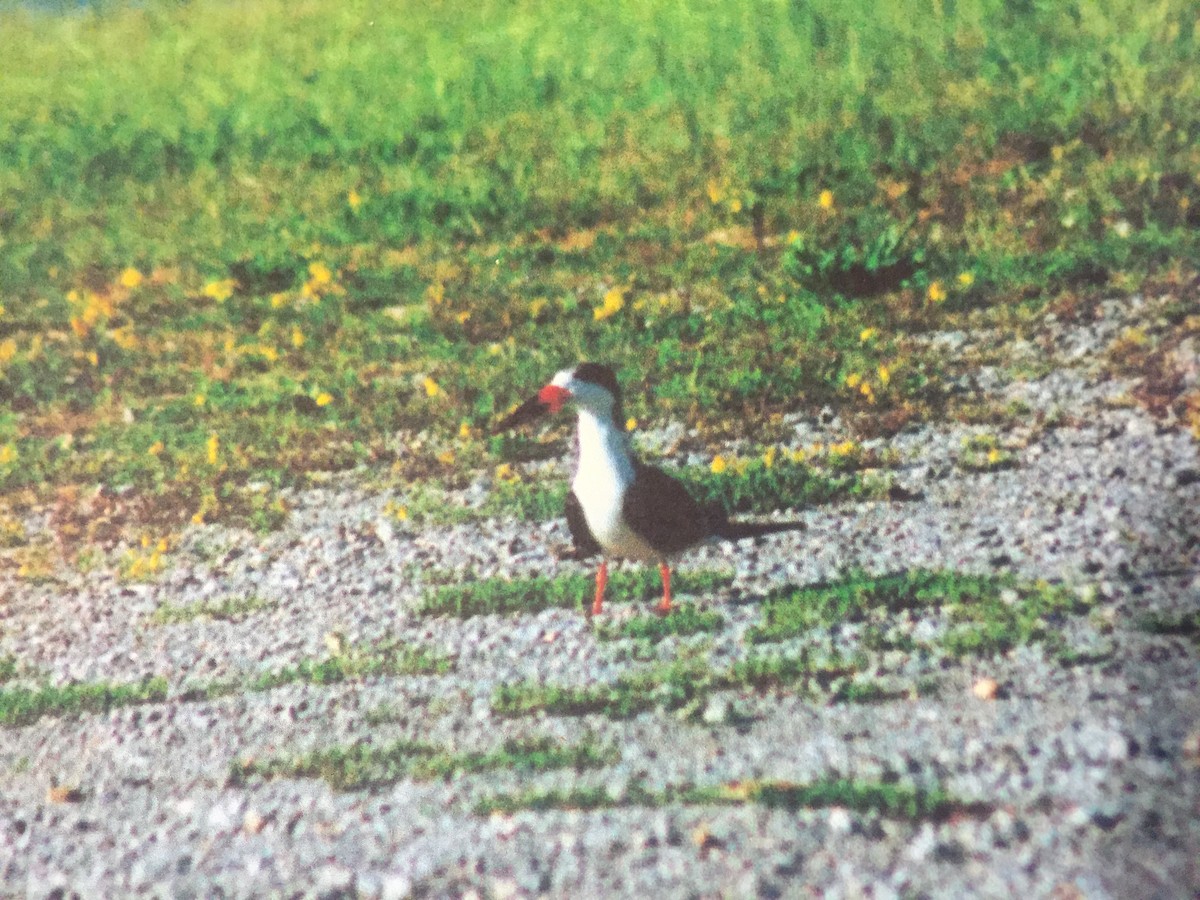 Black Skimmer - ML32807301