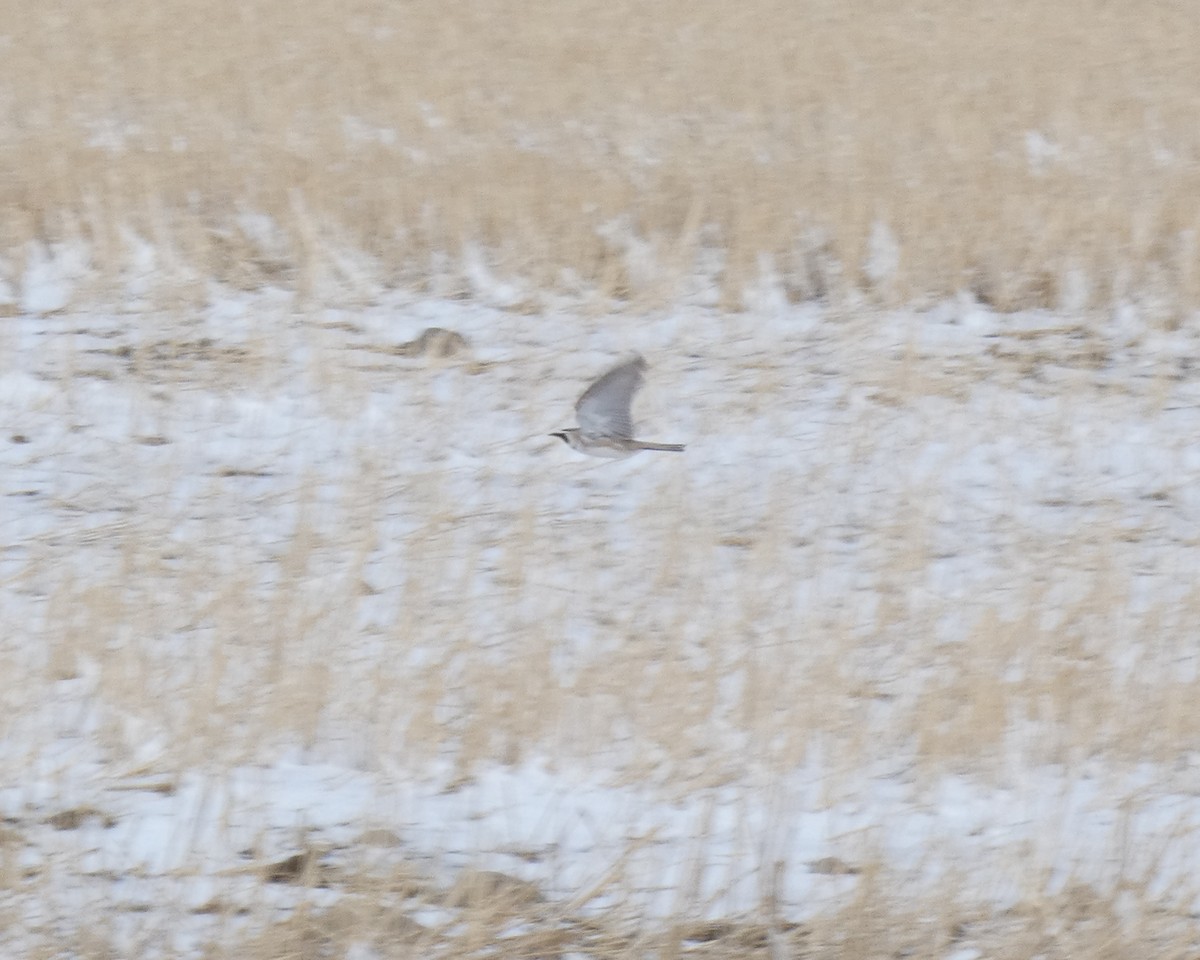 Horned Lark - ML328073331