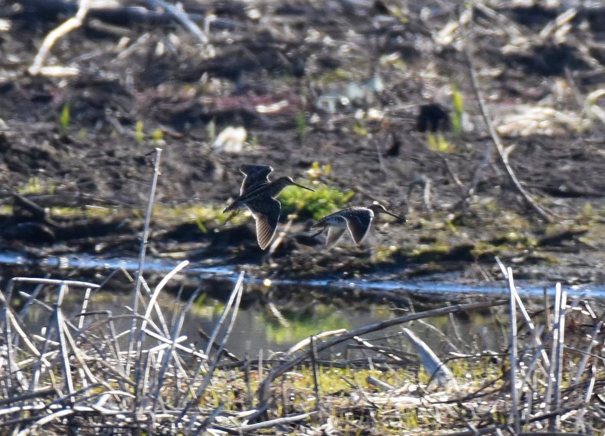Wilson's Snipe - ML328075451