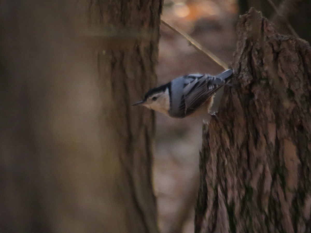 White-breasted Nuthatch - ML328075471
