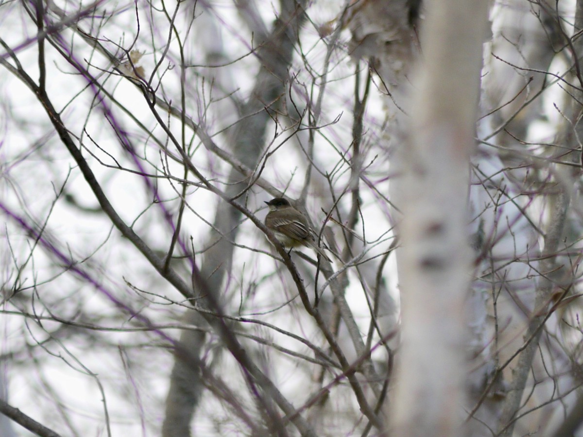 Eastern Phoebe - ML328075701