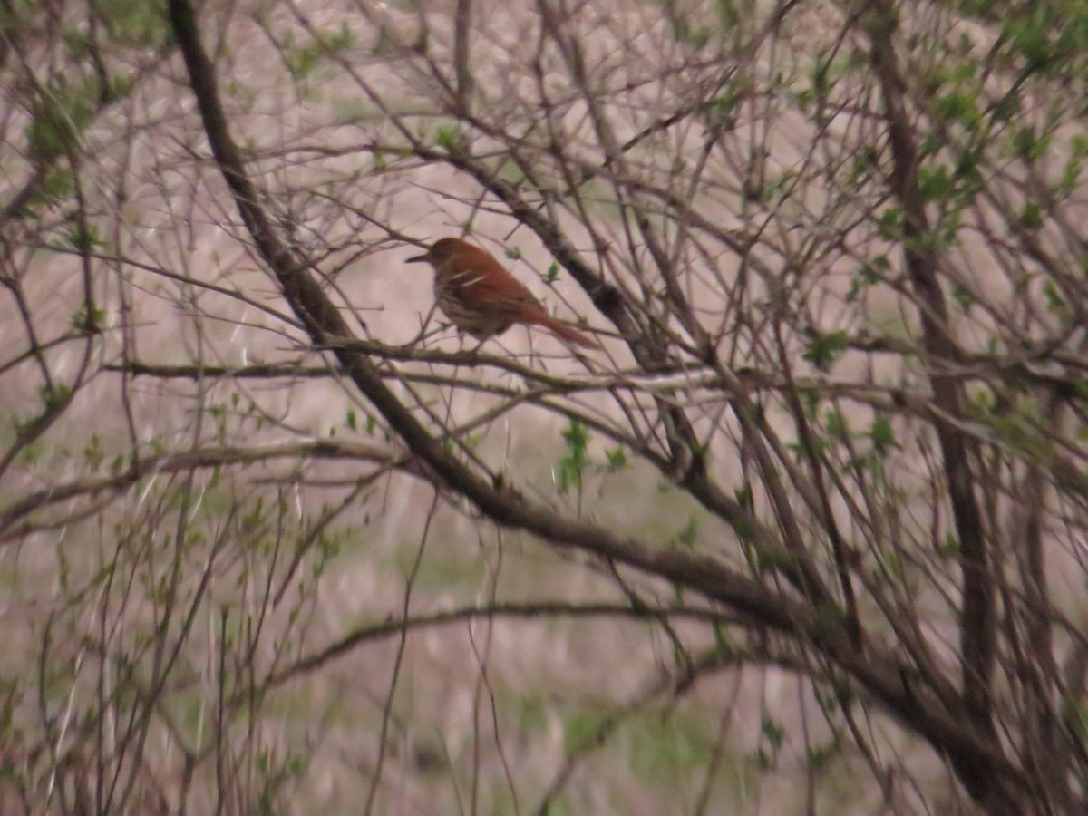 Brown Thrasher - ML328077401