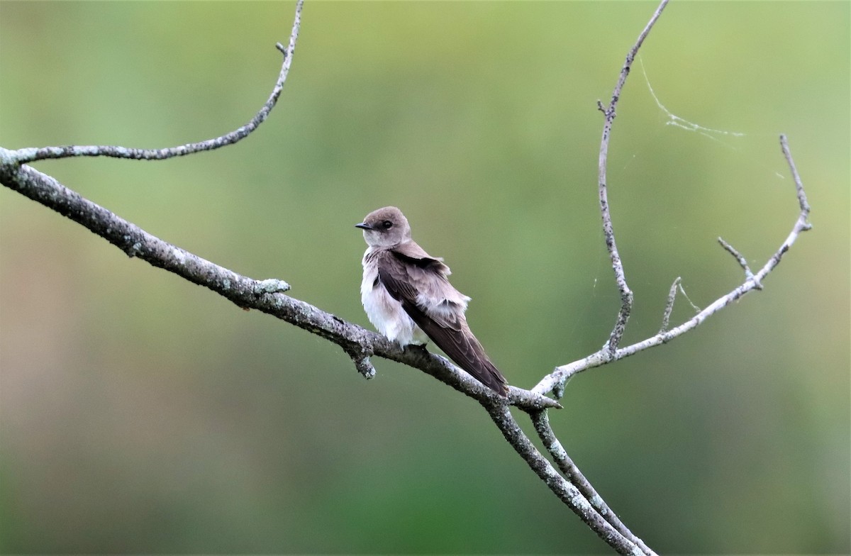 Golondrina Aserrada - ML328078291