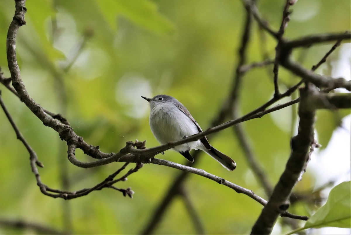 Blue-gray Gnatcatcher - ML328078471