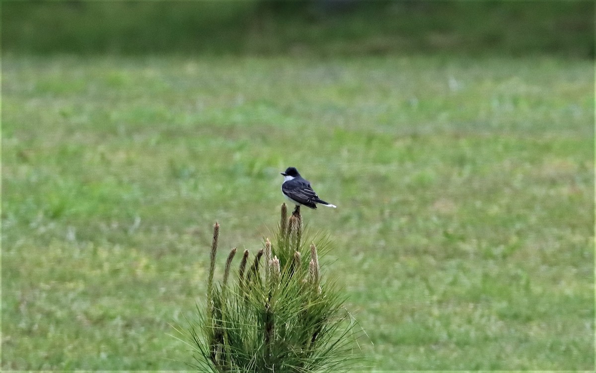 Eastern Kingbird - ML328078911