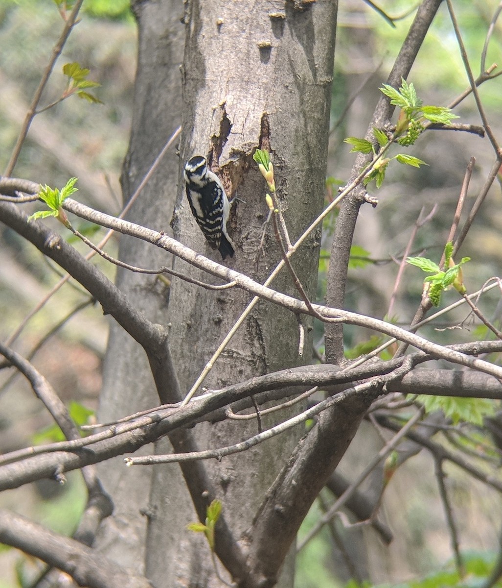 Downy Woodpecker - ML328079231