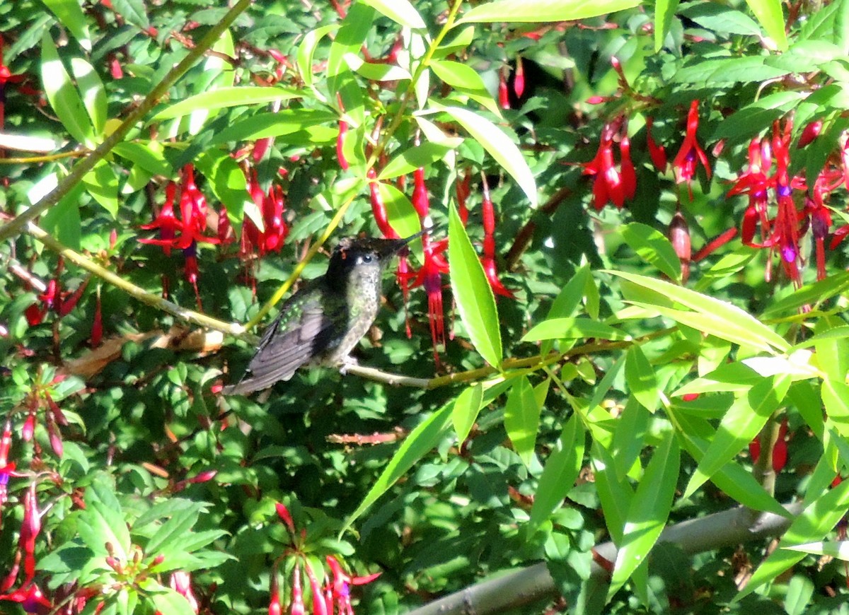 Green-backed Firecrown - ML328081681