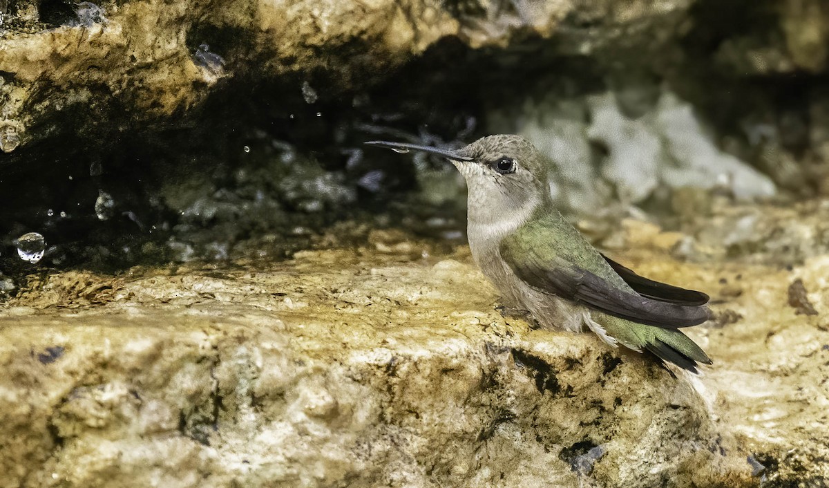 Black-chinned Hummingbird - Robert Michaelson