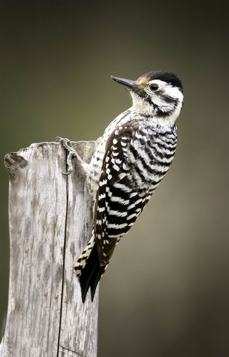 Ladder-backed Woodpecker - Robert Michaelson