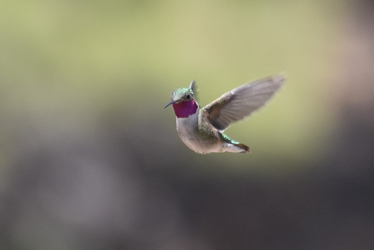 Colibrí Coliancho - ML328083491