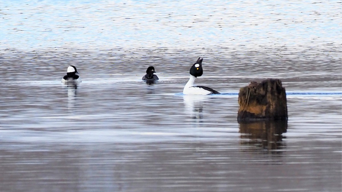 Common Goldeneye - ML328086271