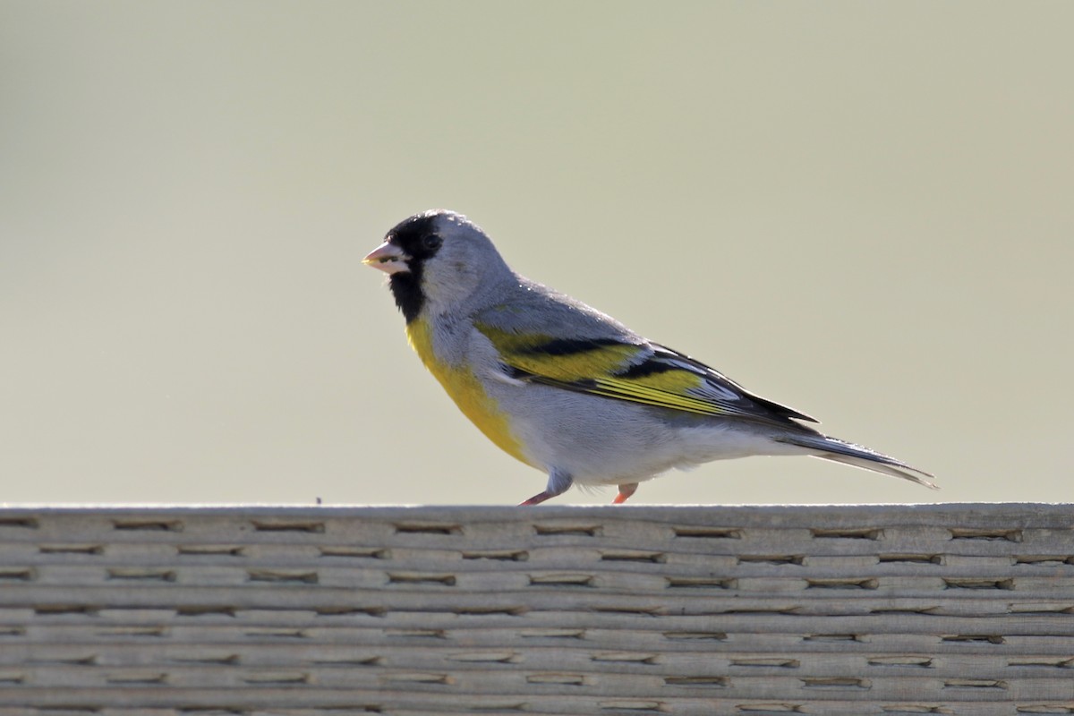 Lawrence's Goldfinch - ML328087791