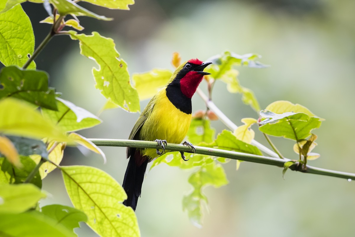 Doherty's Bushshrike - ML328092331